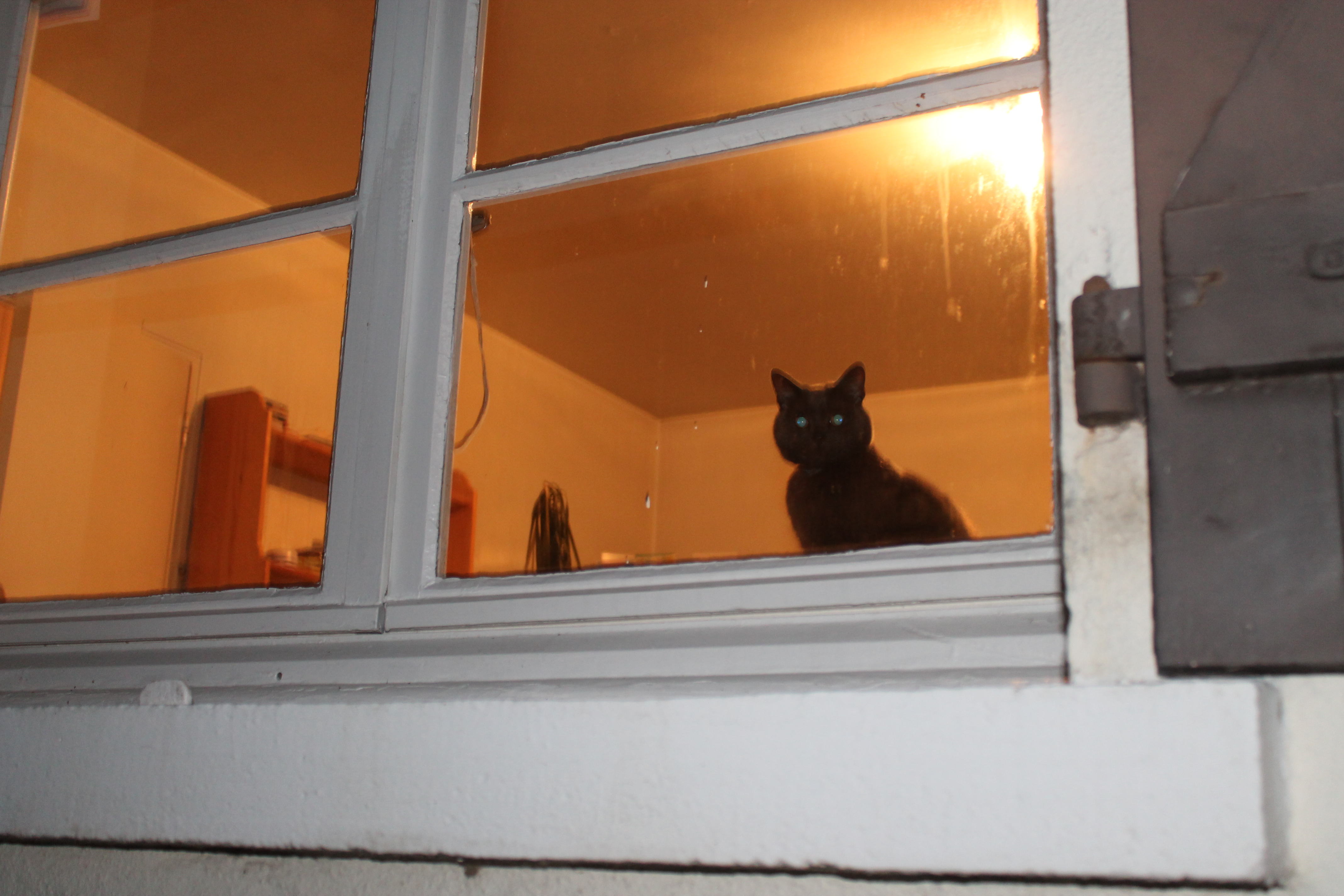 Mitzy at window.JPG